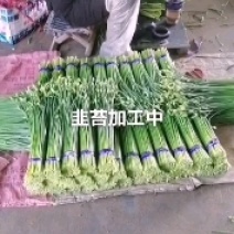 [牛]寿光韭苔，产地直销，超市，酒店，烧烤店质优价廉，欢迎咨询