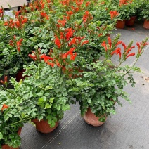 凌霄花苗盆栽爬藤植物攀援树桩炮仗花不爬藤凌霄庭院阳台