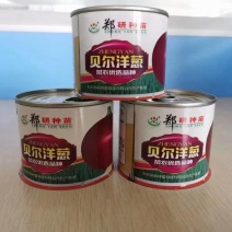 杂交洋葱种子，大个头，紫红皮。