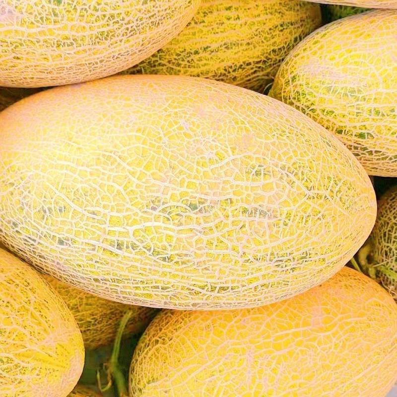 [八六王批发]新疆哈密伊吾县哈密瓜 1.