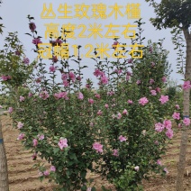 木槿，丛生木槿，低分枝独杆木槿，玫瑰木槿，规格多