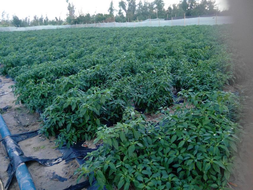 绿色线椒田间生长实景