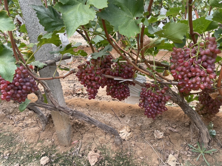 一片整齐的克伦生葡萄种植园,藤蔓排列有序,工人正在田间管理,远处可见灌溉系统和遮阳网,展现现代化生态种植场景 克伦生葡萄果园实景