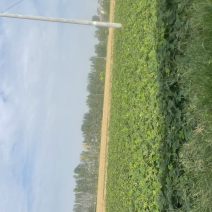 又脆又甜的地瓜
