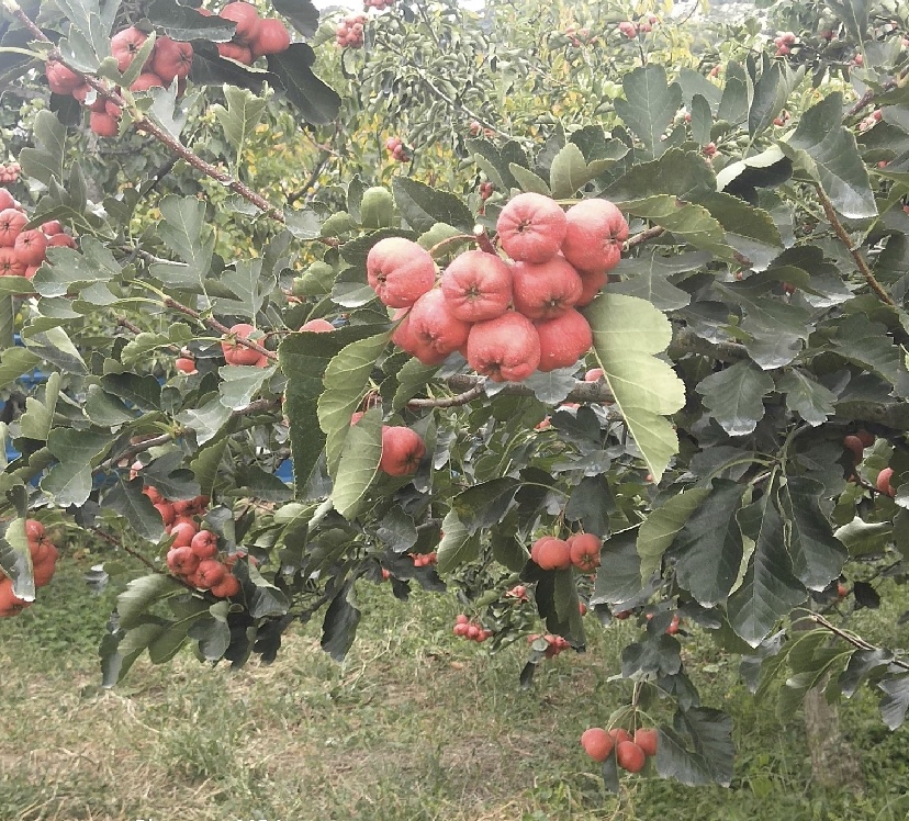 山竹树及其果实,果实成熟后呈紫红色,果肉洁白,生长在树冠上 山竹树及其果实
