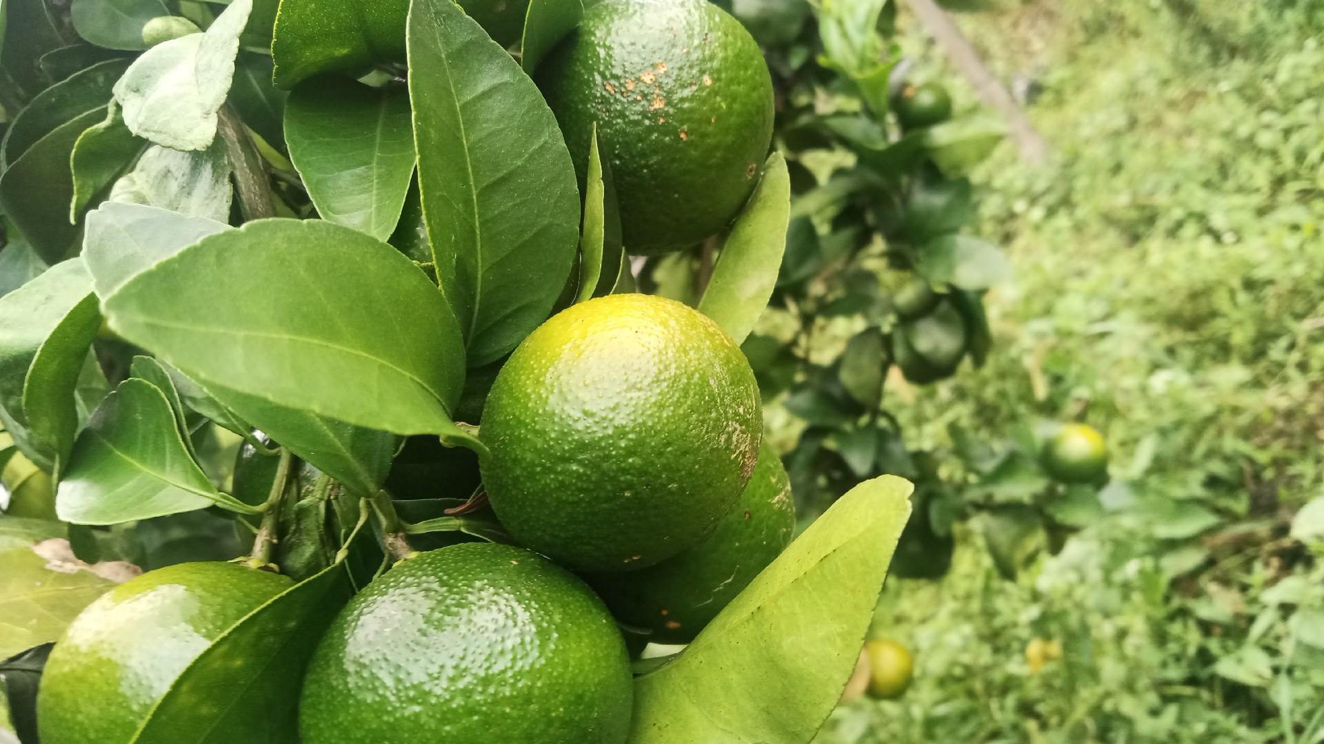 金桔夏季摘心操作图