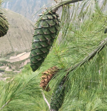 [松子批发]马尾松松子价格45.00元/斤 - 一亩田