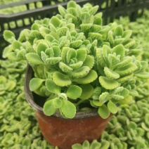 碰碰香花盆栽一抹香喷喷香随手室内驱蚊多肉老桩植物香味