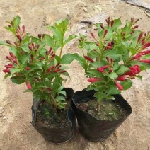 红王子锦带耐寒锦带花苗庭院绿篱植物花卉盆栽当年开花