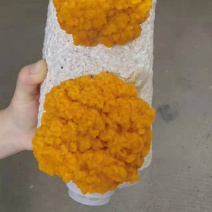 金耳出菇(带耳)蔺包平价直供批发