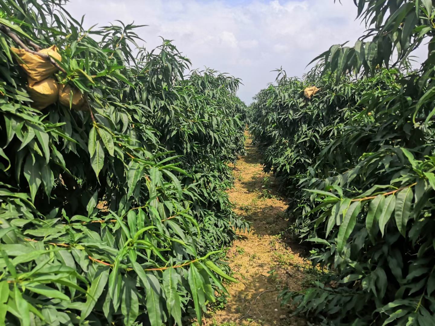 黄桃种植园航拍图