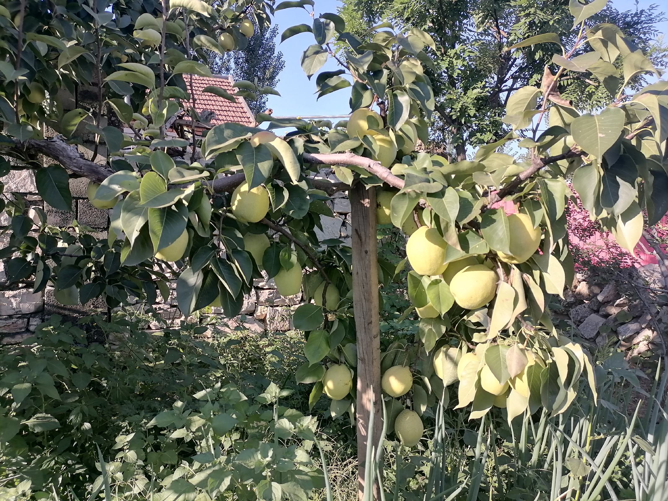 非洲金花梨植株特写