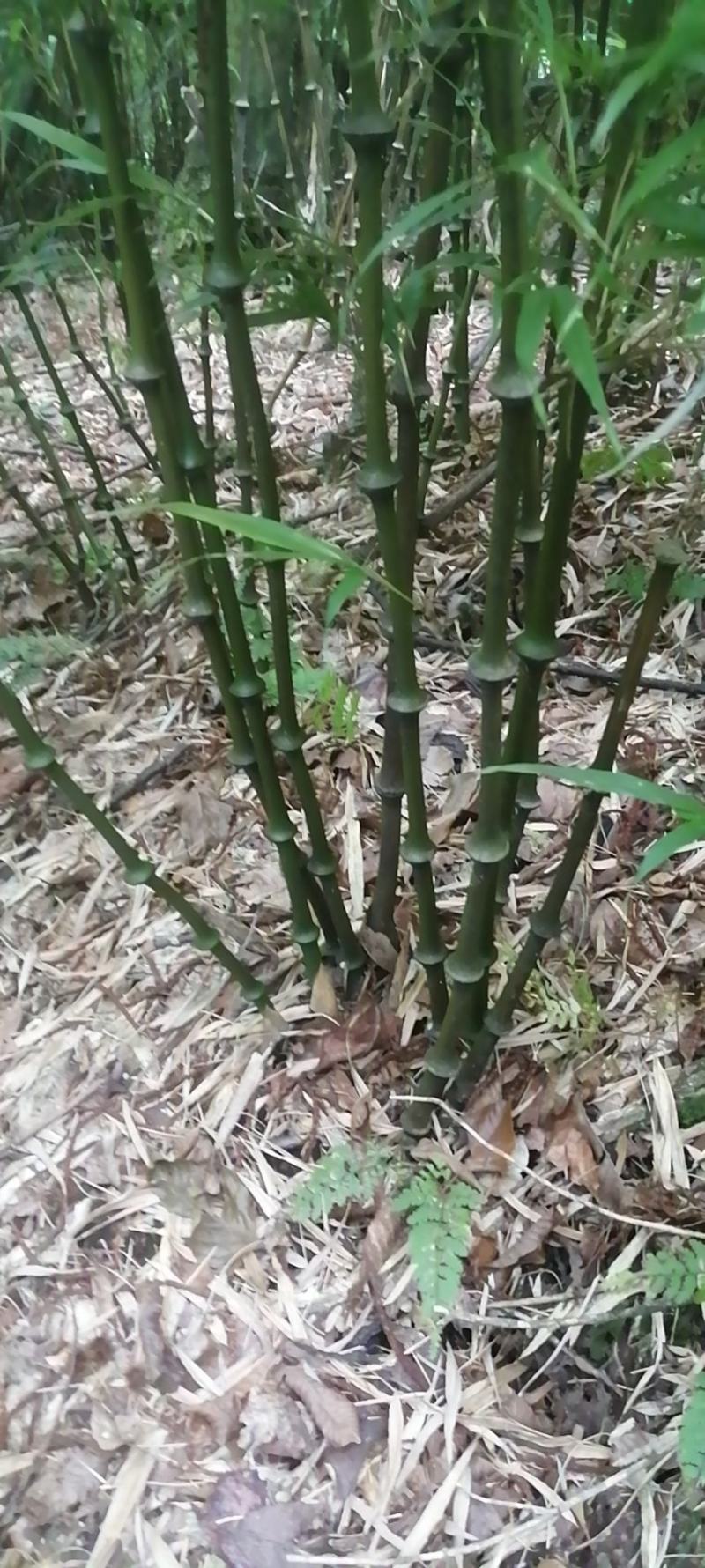[罗汉竹批发]云南昭通镇雄县罗汉竹 15.00元/棵云南邛竹又名 _ 一亩田