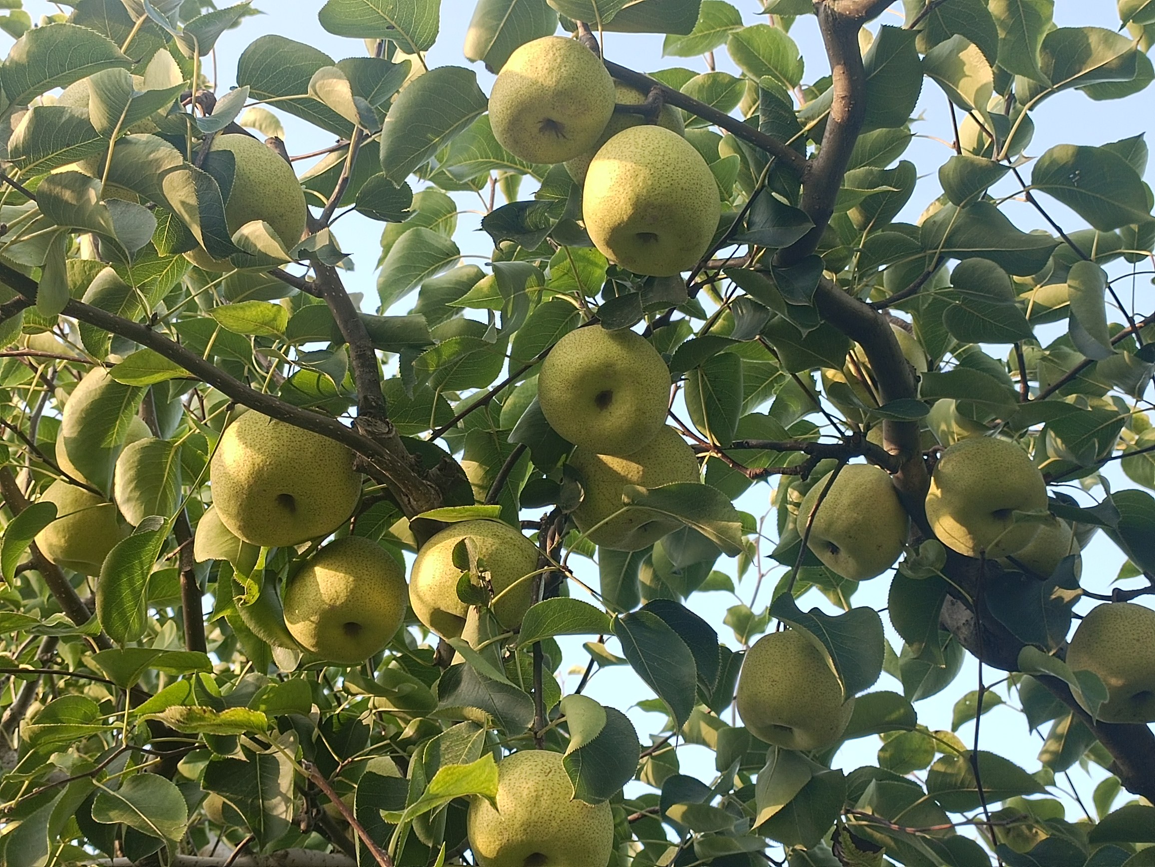 木姜子树在林间生长