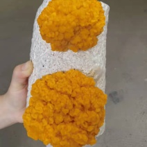 金耳出菇菌包活体，平价直供批发，专车送货上门