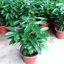 平安树盆栽中大型客厅摆放绿植观叶植物四季常青净化空气庭院