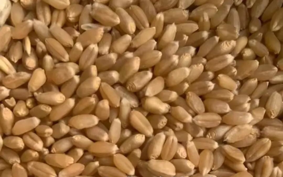 杜兰小麦加工成意大利面成品图