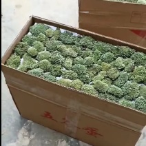 苔藓