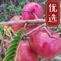 云南余甘果苗，余甘子，余甘子苗，橄榄苗，不零售
