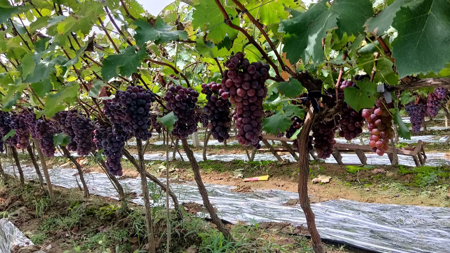 葡萄园中的户太八号植株