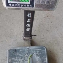 圆葫，本地大型基地蔬菜，各种单品