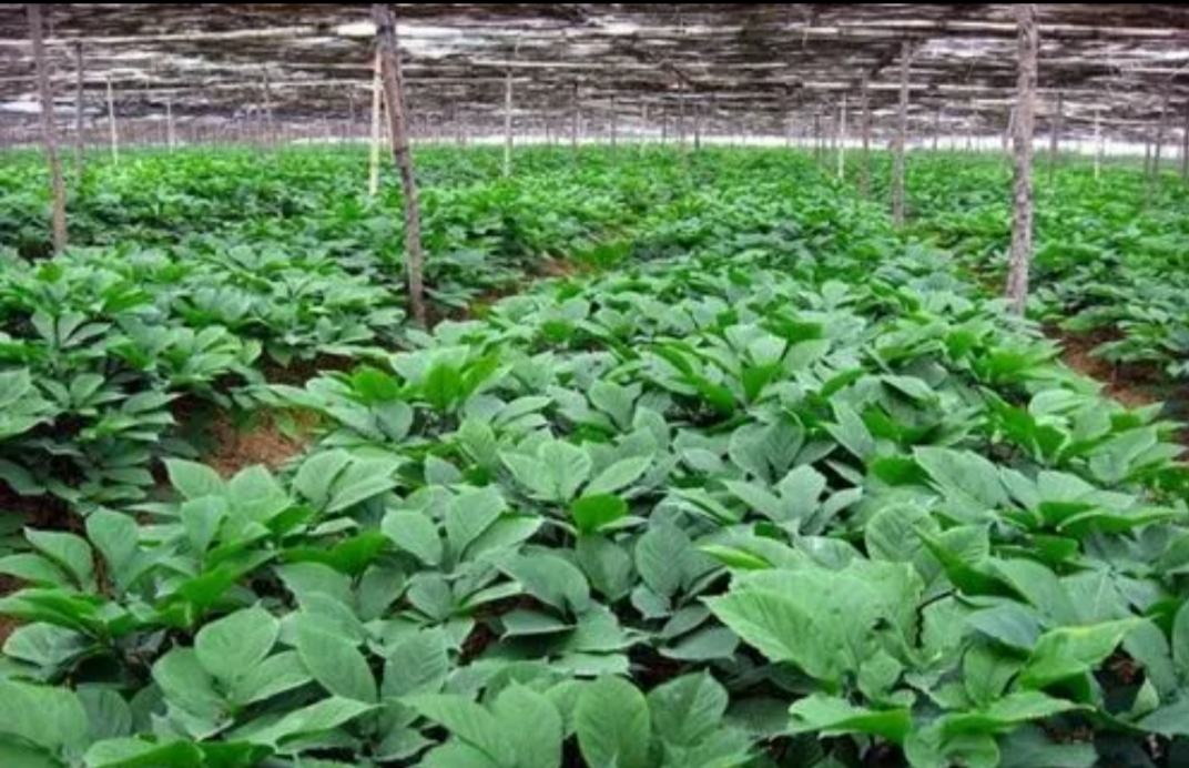 展示一片整齐排列的西洋参种植园,土壤湿润,植株健康 西洋参种植园实景