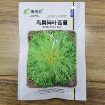 黄心细叶苦菊种子小叶碎叶苦苣种籽花叶四季庭院大田用种