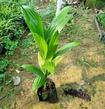 可食用槟榔树苗 棕榈科植物 庭院盆栽观叶植物价格10