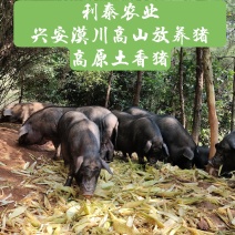 大山里放养一年半左右黑山猪，肉猪供应、皮脆肉香、味美汤甜