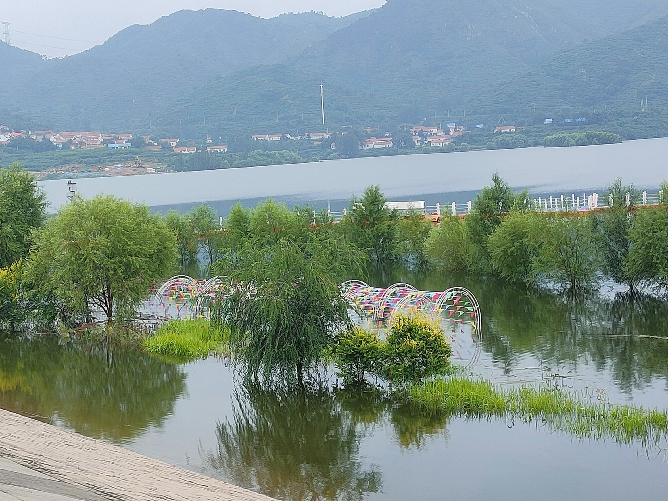 一片郁郁葱葱的桃园,阳光洒落在成排的桃树上,枝头挂满粉红色带白晕的成熟蜜桃,地面为疏松的沙壤土,远处可见弥河蜿蜒流过,环境清新自然 弥河蜜桃果园实景
