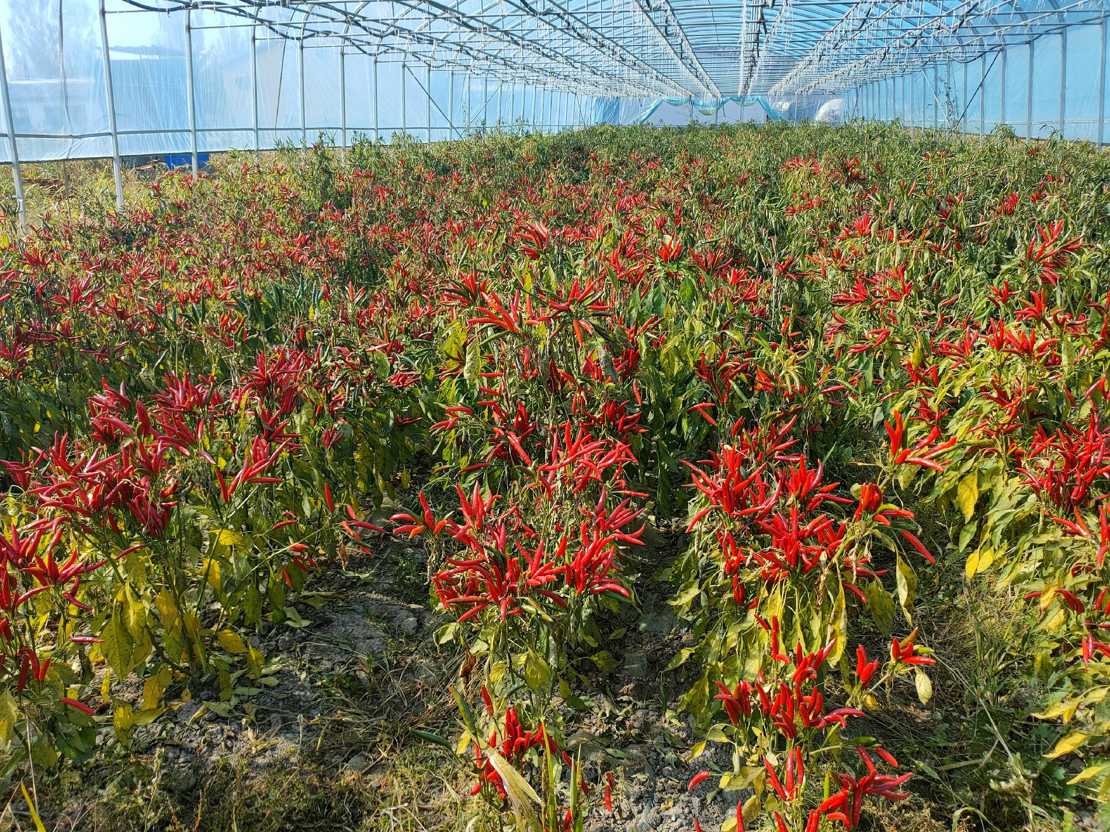 小米椒美人鱼植株挂果特写