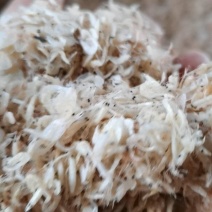 山东沾化渤海湾虾皮出新货了，欢迎大家采购