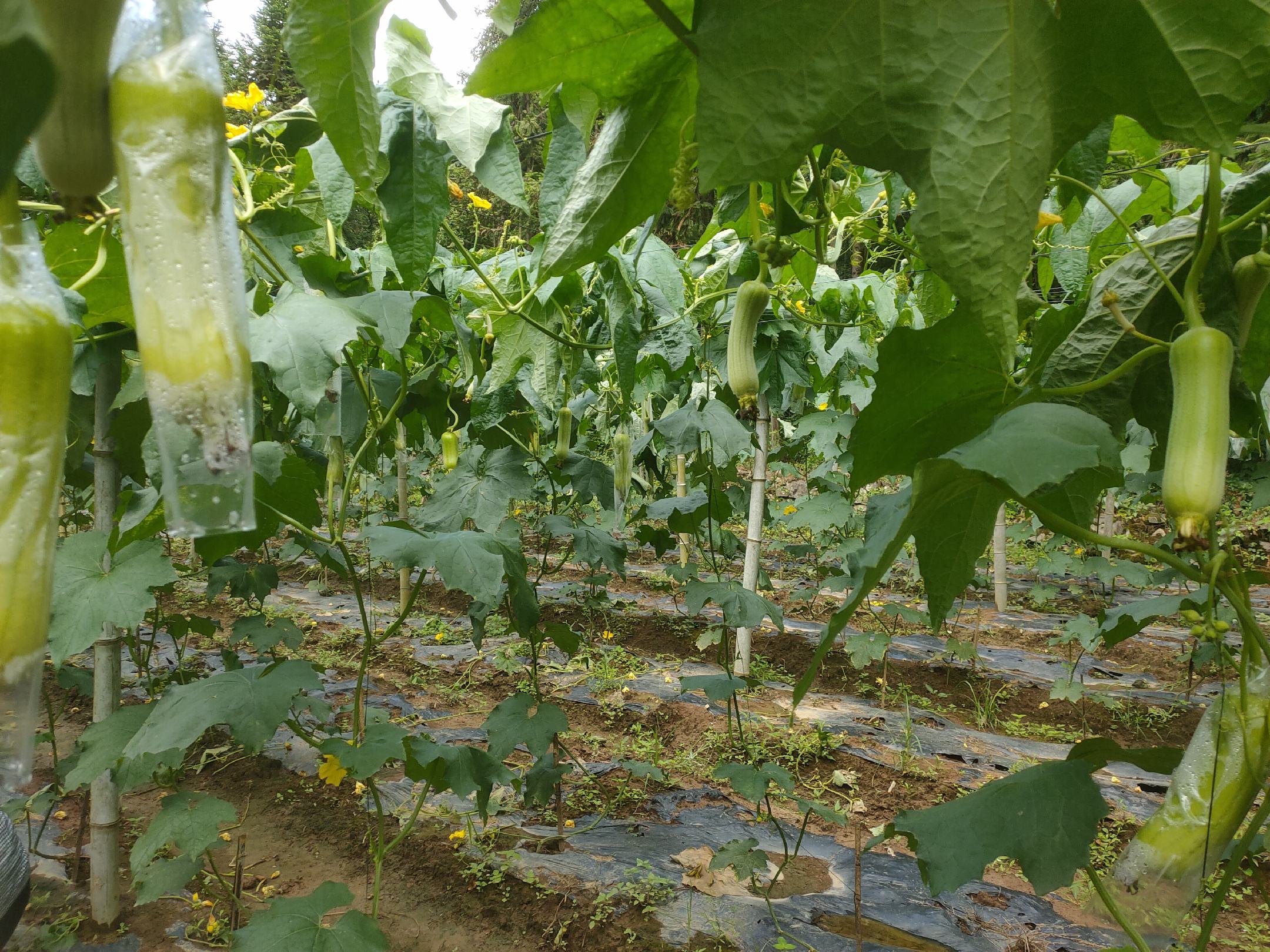 丝瓜架下套种小白菜,生长良好,叶片翠绿,无明显病害 小白菜在丝瓜架下生长情况