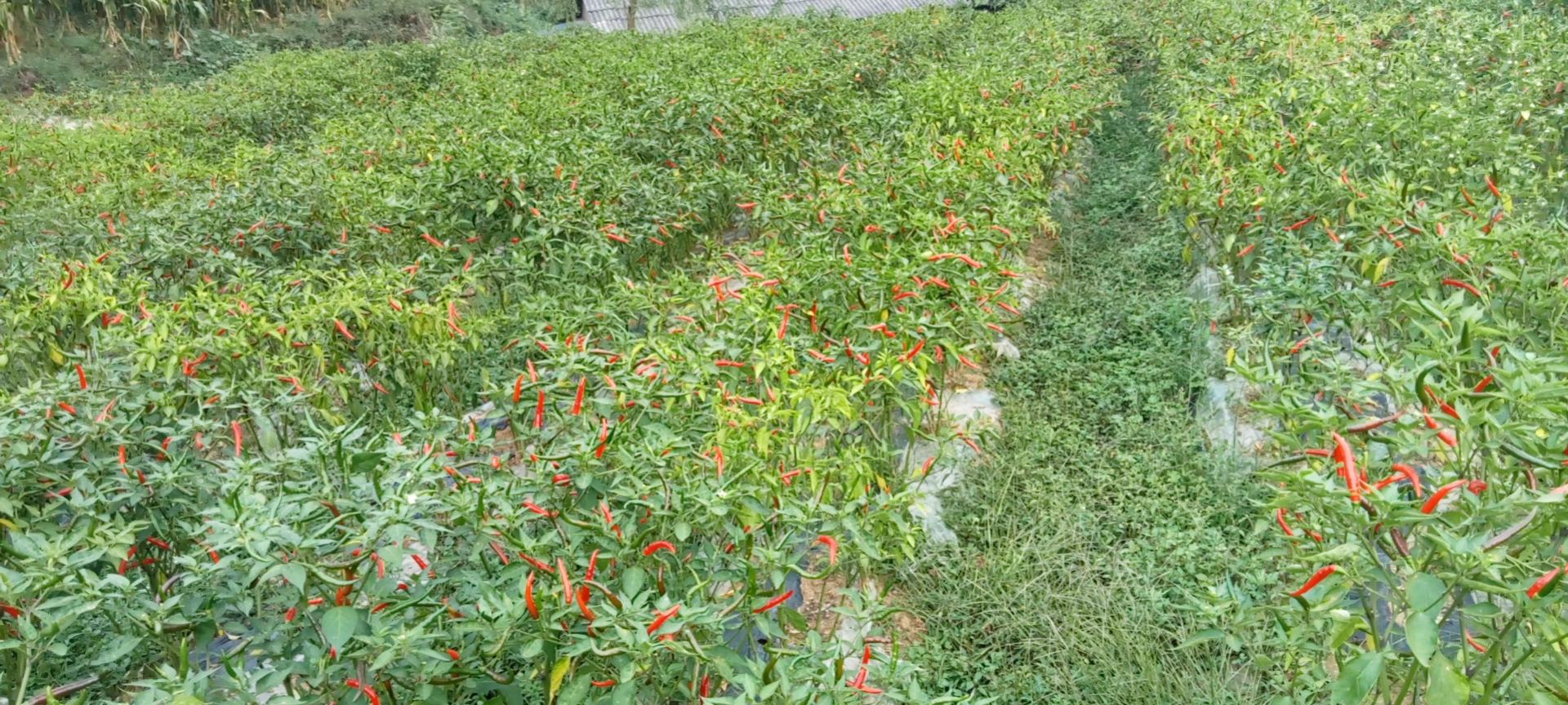 中国小米椒与朝天椒主产区分布示意图