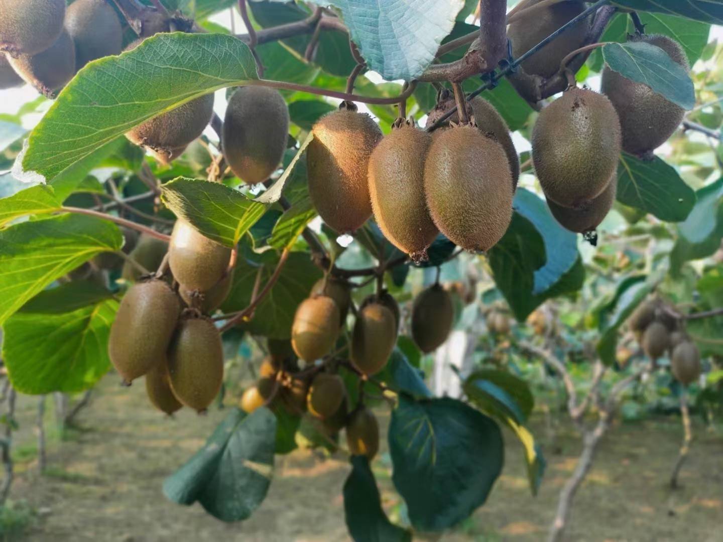翠绿饱满的翠香猕猴桃挂在枝头，阳光透过叶片洒在果实表面，呈现出自然成熟的光泽