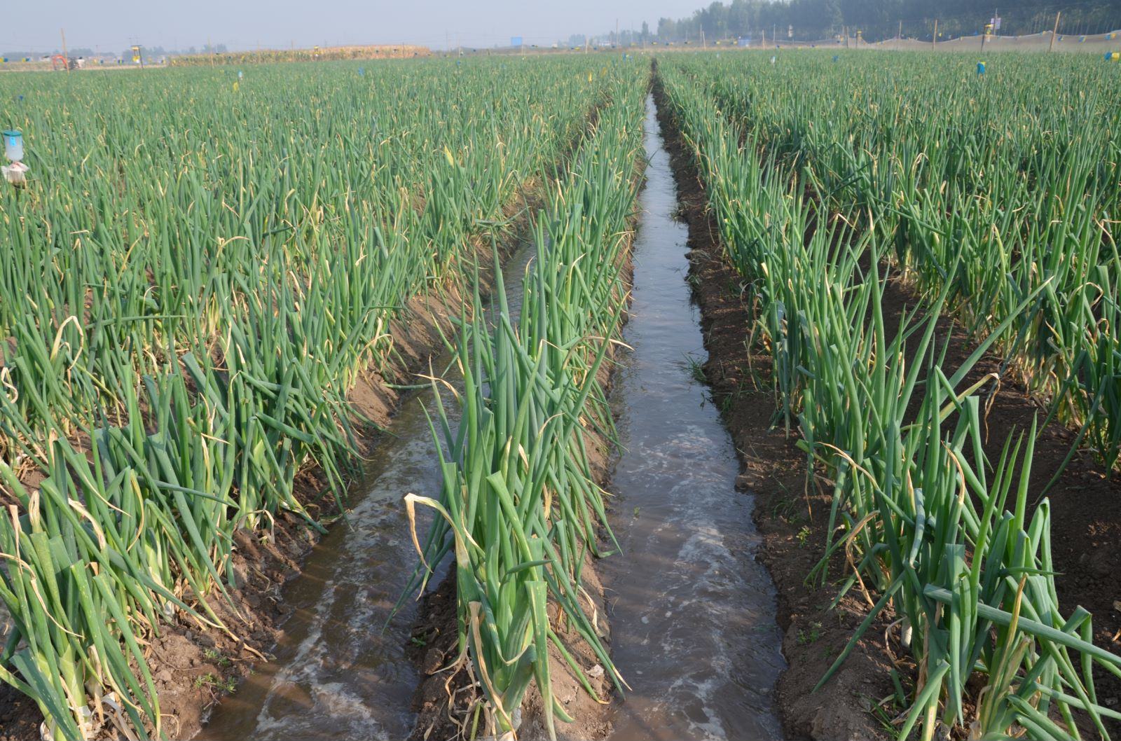 山东省济南市章丘区绣惠镇大片葱田中,整齐排列的章丘大葱在阳光照射下葱白挺拔,绿叶青翠,农民正在田间进行日常管理,土壤为疏松的沙壤土,背景可见黄河支流灌溉渠 章丘大葱田间生长实景