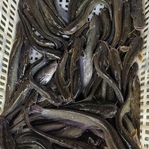 土鲶鱼
