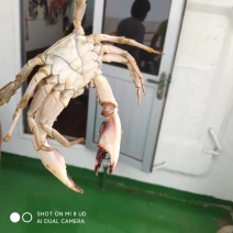 虾