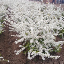 干支雪柳，珍珠绣线菊，喷雪花，现割现发，泡水开花。