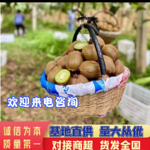 徐香猕猴桃5斤邮包售后徐香猕猴桃现摘现