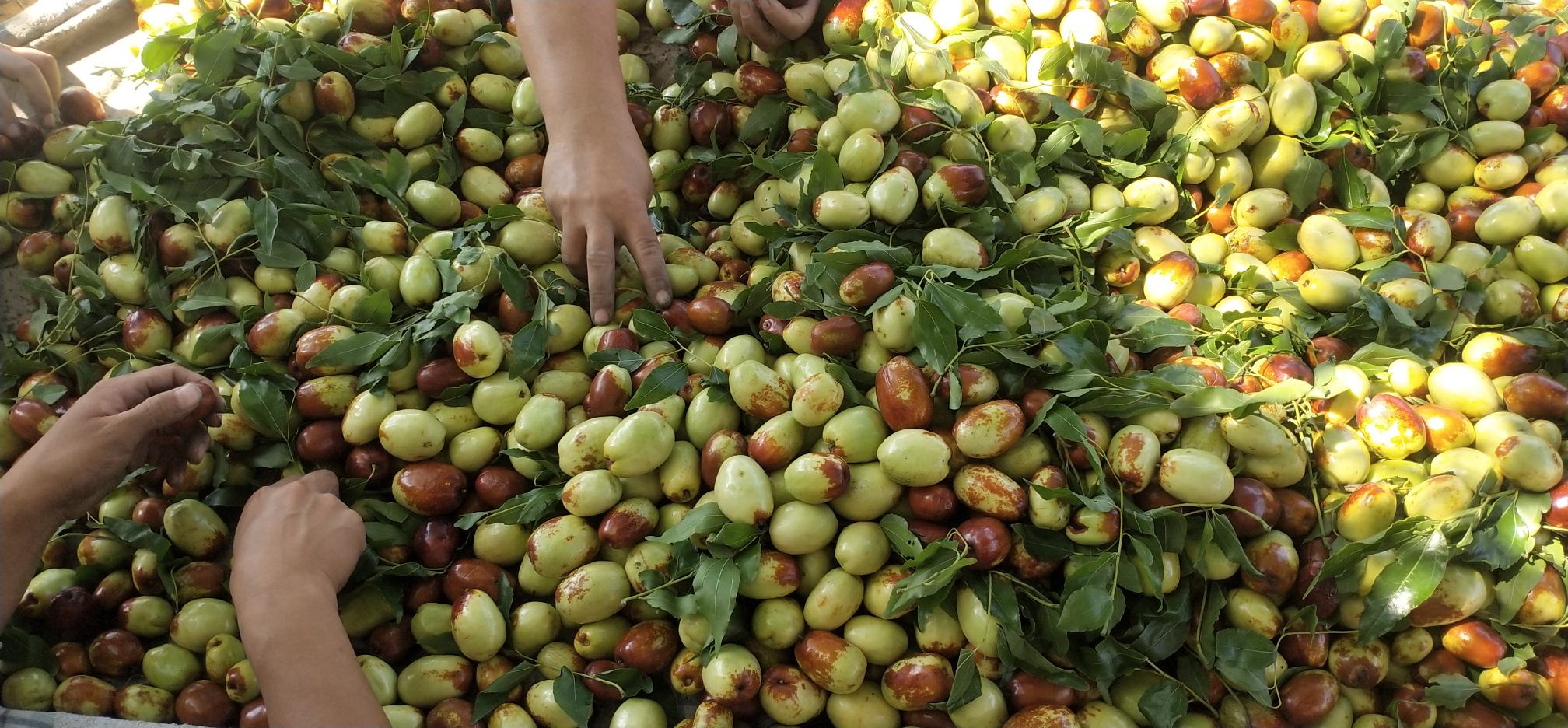 零枣丰收场景：农民在金秋时节采摘挂满枝头的红亮长枣，竹篮盛满果实，脸上洋溢笑容，背景为连片枣林与远山