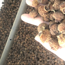 刺梨干果