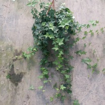 常春藤大量批发一手货源