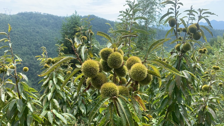 锥栗文化节现场