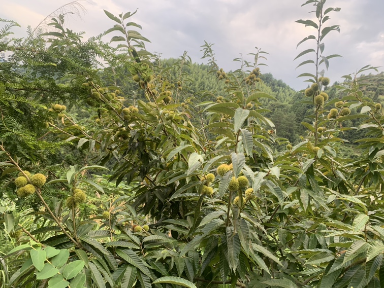 一棵生长在山林中的锥栗树,枝叶繁茂,树皮呈灰褐色,部分枝条上挂有带刺的锥栗果实外壳,阳光透过树叶洒在果实上,背景为绿色山林环境 锥栗植株特写