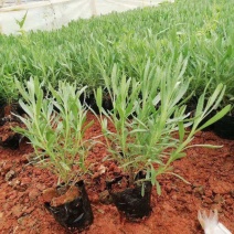 薰衣草花苗庭院植物阳台花卉多年生耐寒耐热香草盆栽