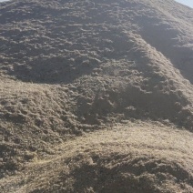 大量出售莜麦原产地直售