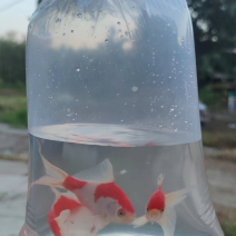 草金、锦鲤