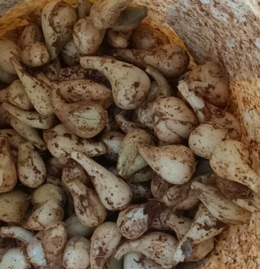 藠头高产优质牛腿藠生米藠头可做种产地一手货源