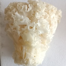 新鲜绣球菌绣球菇食用菌菇凉拌煲汤火锅酒店食材